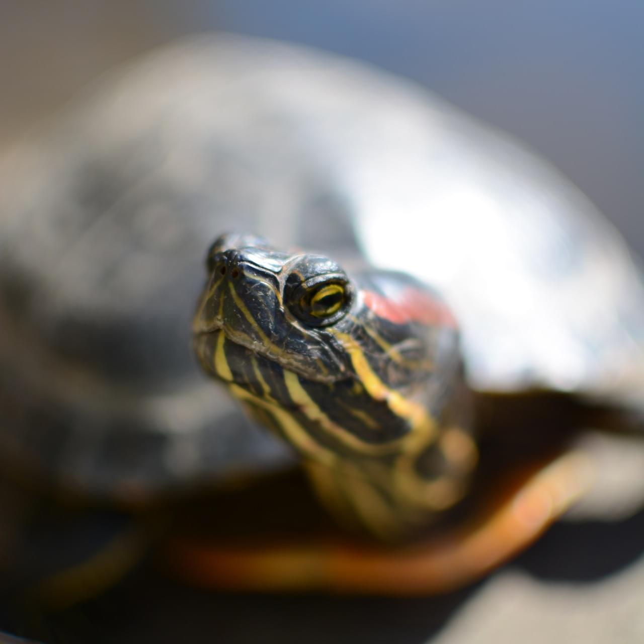 A red-eared slider turtle.